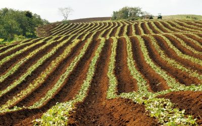 Opter pour une agriculture raisonnée et durable