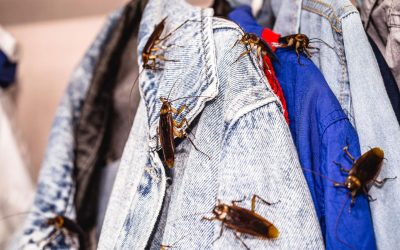 Les moyens naturels d’éloigner les cafards