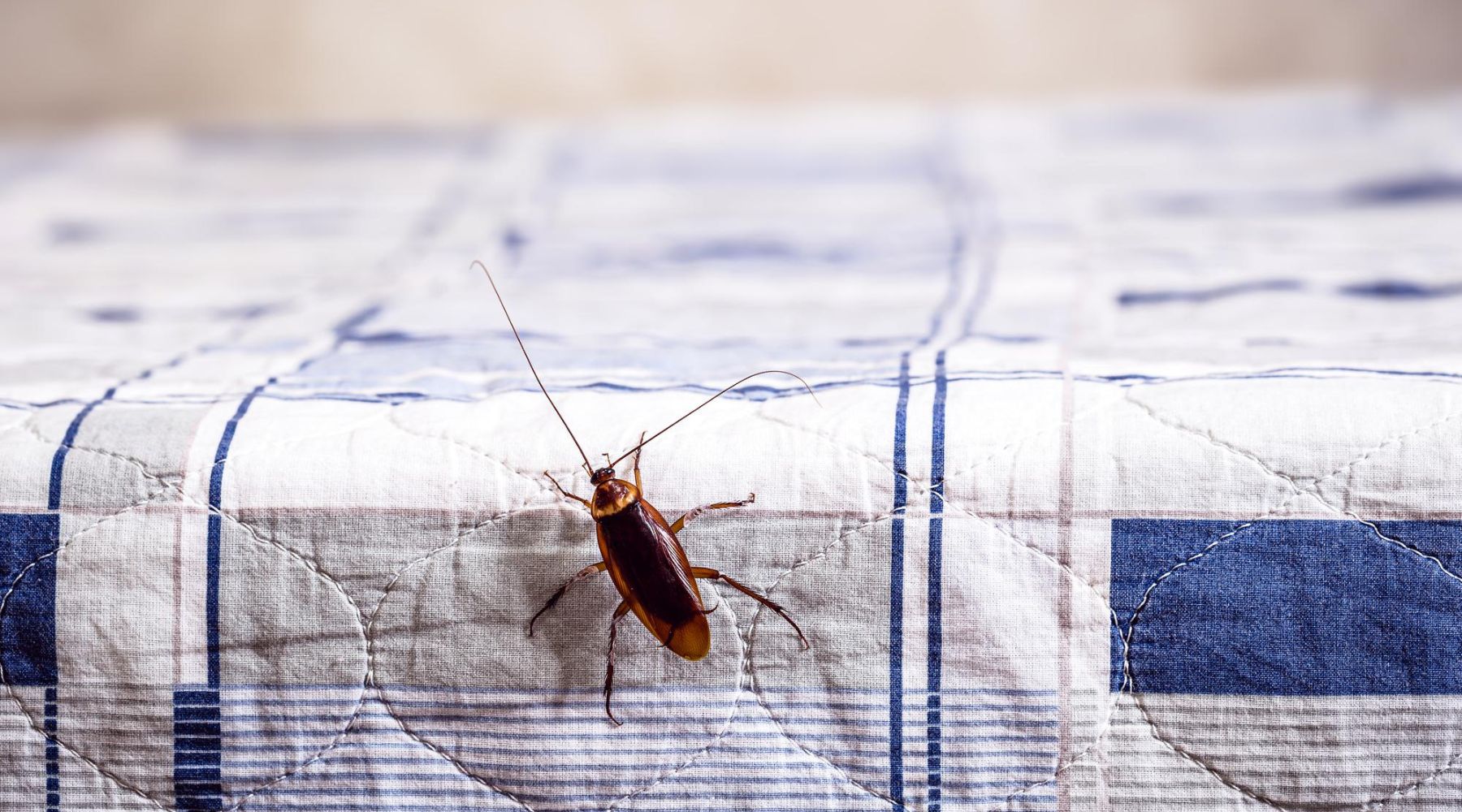 Les moyens naturels d'éloigner les cafards